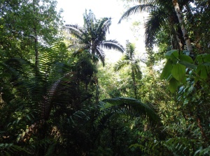 Corcovado National Park, near Los Patos ranger station.